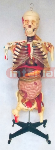 BIG VERTICAL, HUMAN SKELETAL TORSO MODEL WITH MUSCLES PAINTED, JOINT LIGAMENTS, ORGANS, NERVES, ARTERY / VEIN FOR MULTI-FUNCTION DEMONSTRATION